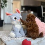 Lessi-female-maltipoo-puppy-for-sale-1 (4)