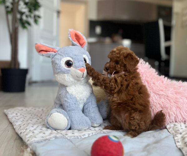 Lessi Maltipoo Lessi Maltipoo