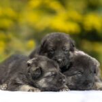 Litter-East-European-Shepherd-puppy-for-sale-1