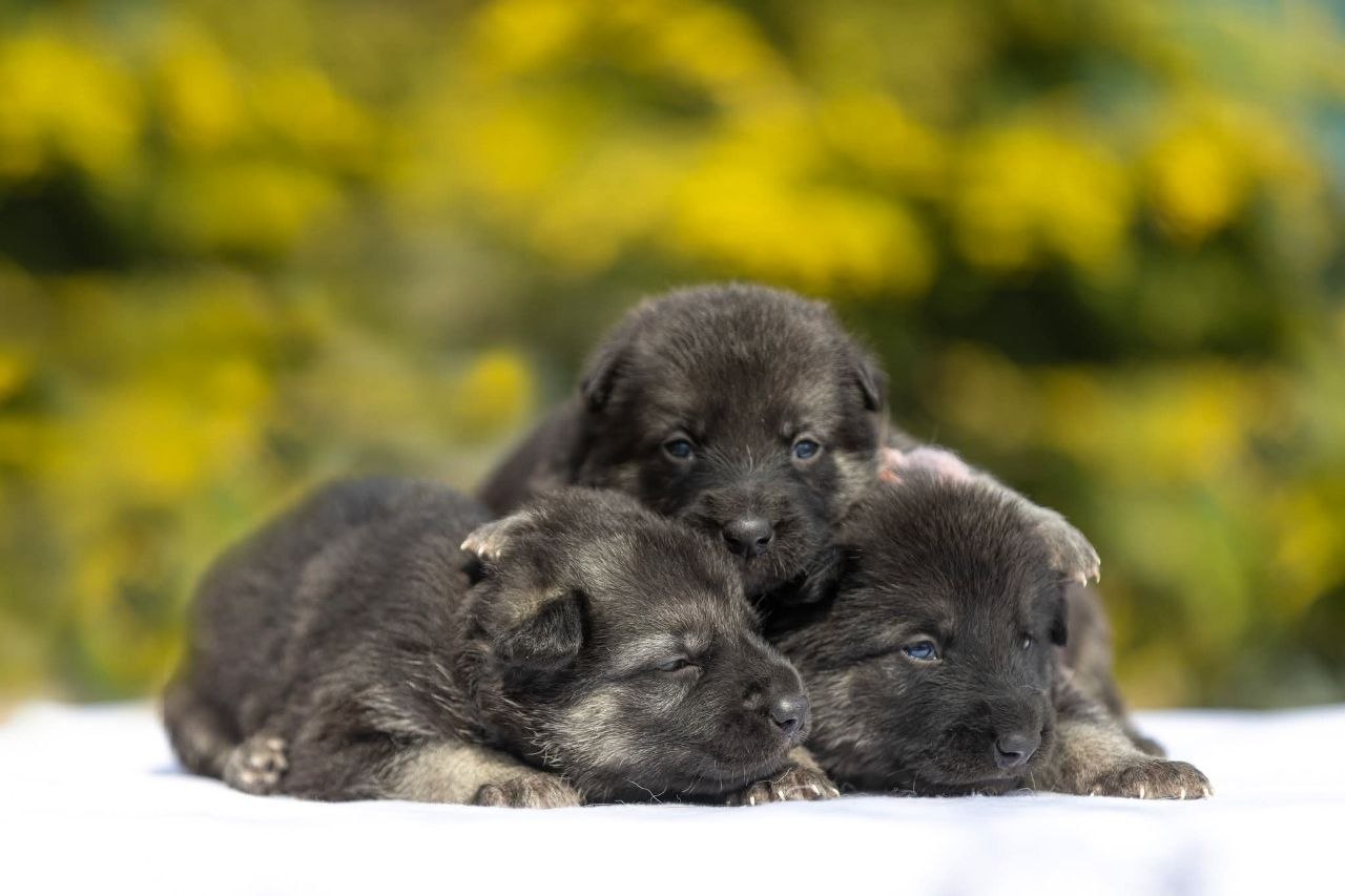 dog sleeping positions