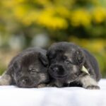 Litter-East-European-Shepherd-puppy-for-sale-2