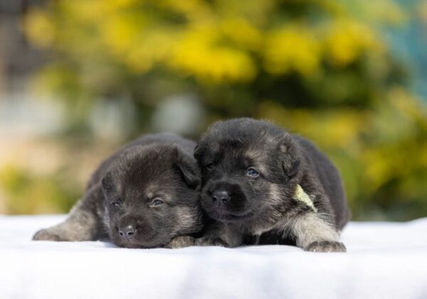 New Litter East-European Shepherd New Litter East-European Shepherd