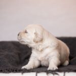 Lokis-male-golden-retriver-puppy-for-sale-1 (1)