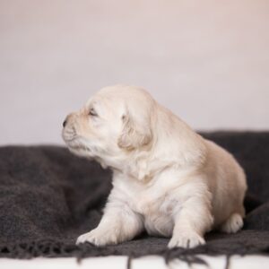 Lokis Golden Retriever Lokis Golden Retriever