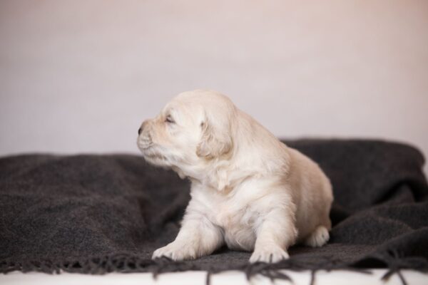 Lokis Golden Retriever Lokis Golden Retriever