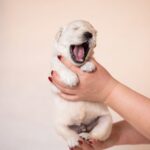 Lokis-male-golden-retriver-puppy-for-sale-1 (2)