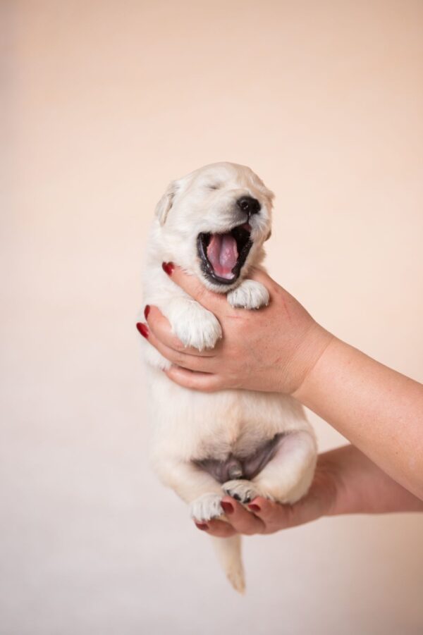 Lokis Golden Retriever Lokis Golden Retriever