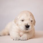 Lokis-male-golden-retriver-puppy-for-sale-1 (3)