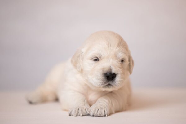 Lokis Golden Retriever Lokis Golden Retriever