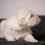 Lokis-male-golden-retriver-puppy-for-sale-1 (4)