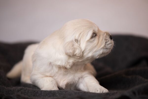 Lokis Golden Retriever Lokis Golden Retriever