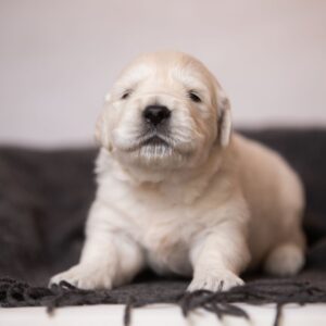 Lokis Golden Retriever Lokis Golden Retriever