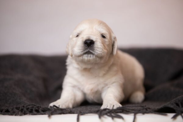 Lokis Golden Retriever Lokis Golden Retriever