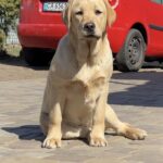 Lorelai-female-labrador-retriver-puppy-for-sale-1 (1)