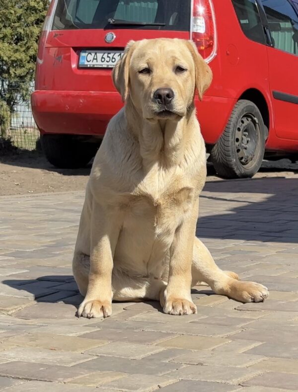 Lorelai Labrador Retriever Lorelai Labrador Retriever