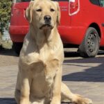 Lorelai-female-labrador-retriver-puppy-for-sale-1 (2)