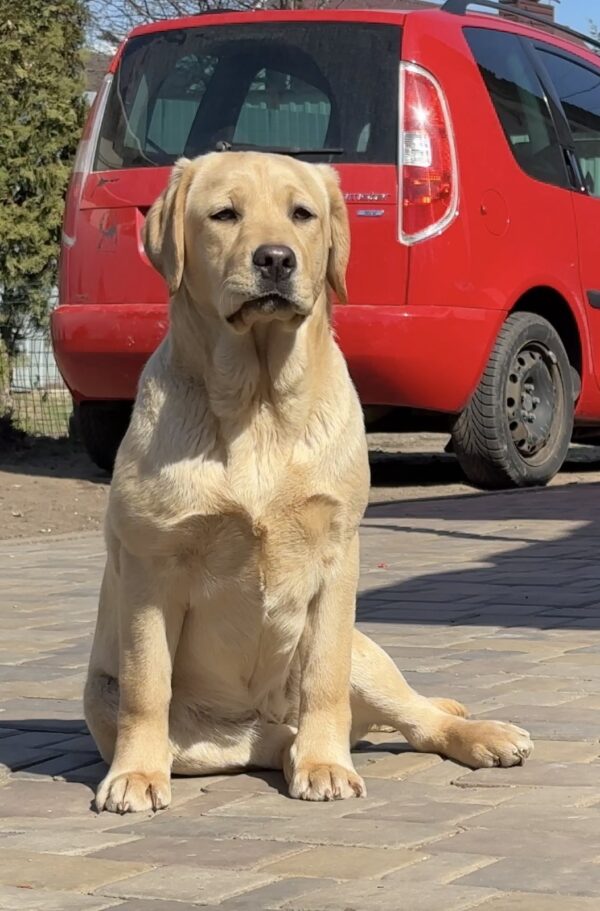 Lorelai Labrador Retriever Lorelai Labrador Retriever