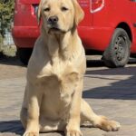 Lorelai-female-labrador-retriver-puppy-for-sale-1 (3)