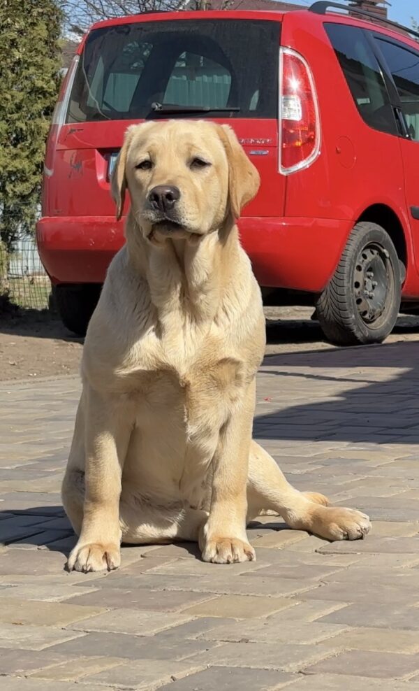 Lorelai Labrador Retriever Lorelai Labrador Retriever
