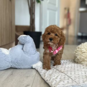 Loren Maltipoo Loren Maltipoo