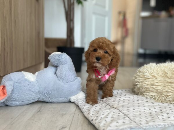 Loren Maltipoo Loren Maltipoo