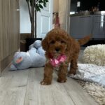 Loren-female-maltipoo-puppy-for-sale-1 (2)