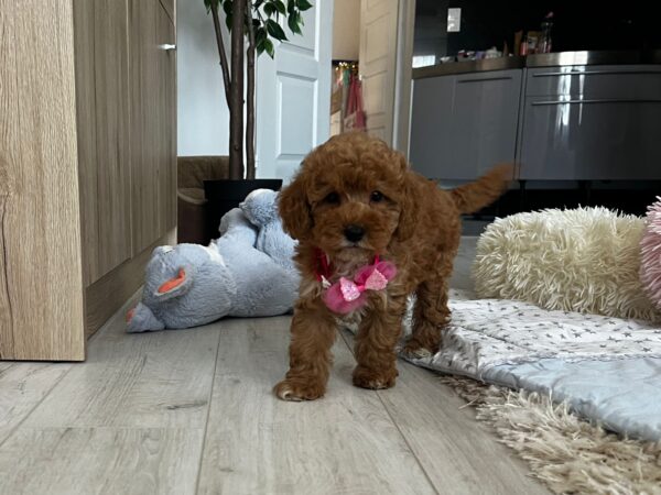 Loren Maltipoo Loren Maltipoo