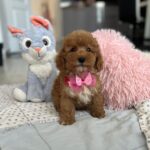 Loren-female-maltipoo-puppy-for-sale-1 (3)