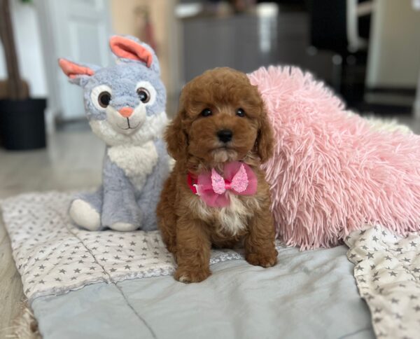 Loren Maltipoo Loren Maltipoo