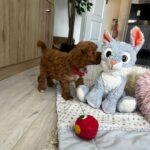 Loren-female-maltipoo-puppy-for-sale-1 (4)