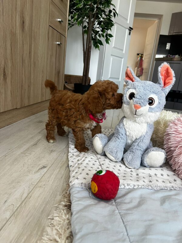 Loren Maltipoo Loren Maltipoo