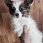 Loui-male-papillon-puppy-for-sale- (1)