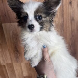 Loui Papillon Loui Papillon
