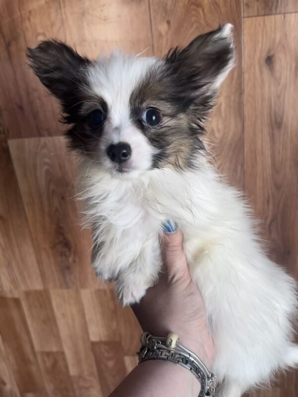 Loui Papillon Loui Papillon