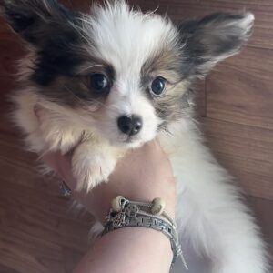 Loui Papillon Loui Papillon