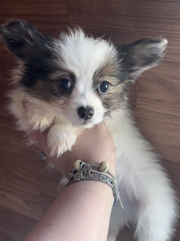 Loui Papillon Loui Papillon