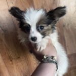 Loui-male-papillon-puppy-for-sale- (3)