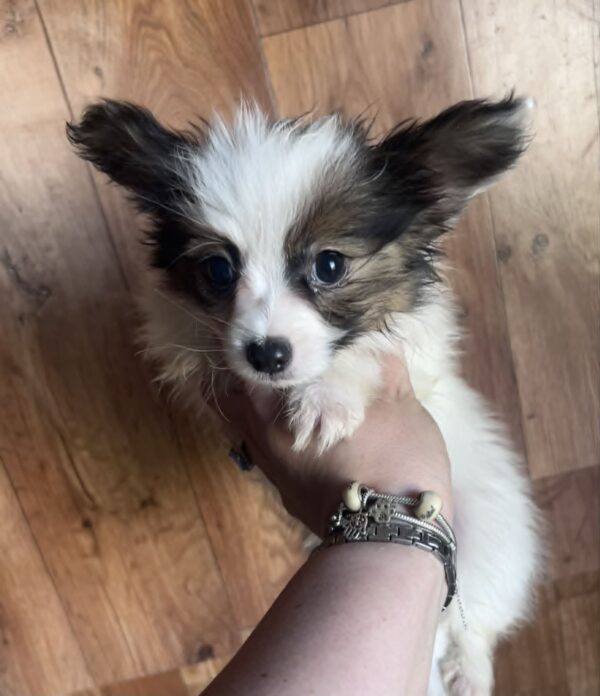 Loui Papillon Loui Papillon