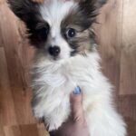 Loui-male-papillon-puppy-for-sale- (4)