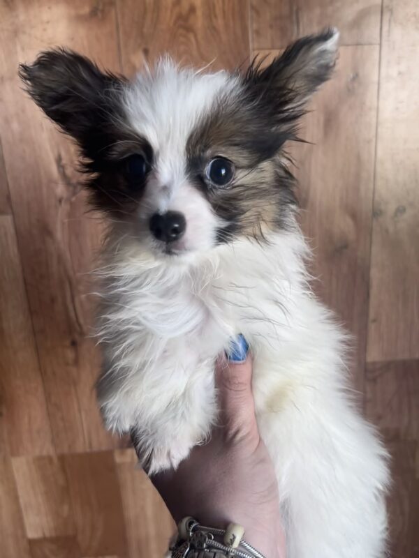 Loui Papillon Loui Papillon
