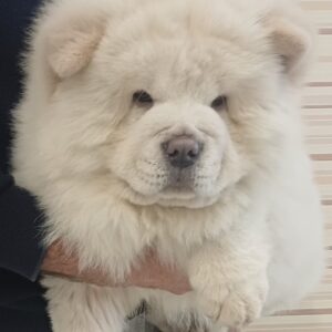 Marseilles Chow-Chow Marseilles Chow-Chow