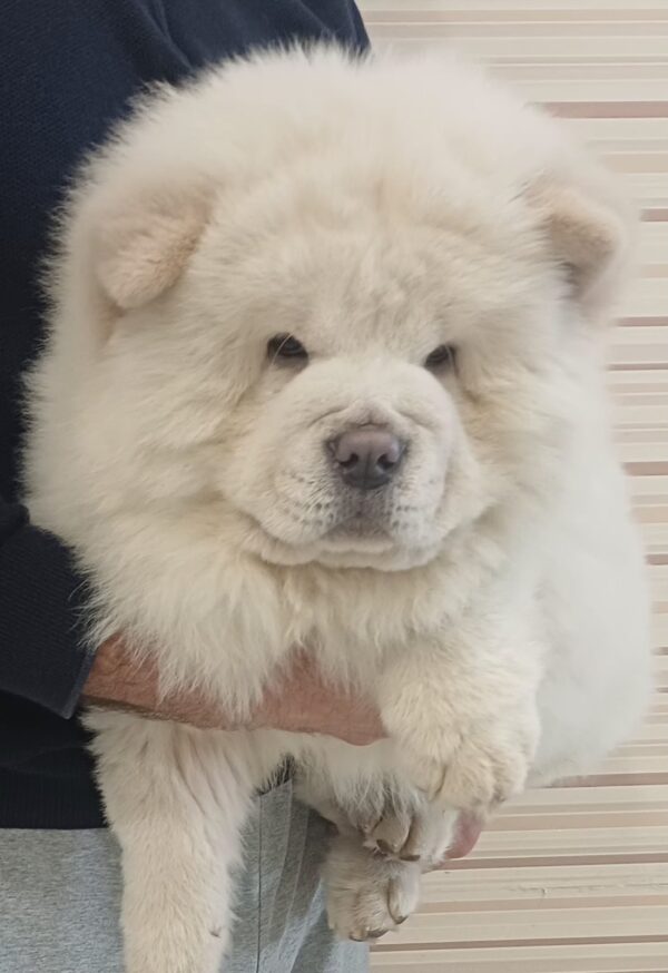 Marseilles Chow-Chow Marseilles Chow-Chow