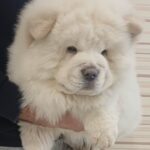 Marseilles-male-chow-chow-puppy-for-sale-1 (2)