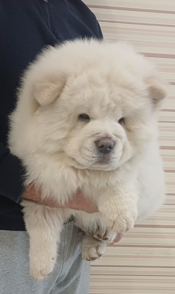 Marseilles Chow-Chow Marseilles Chow-Chow