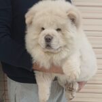 Marseilles-male-chow-chow-puppy-for-sale-1 (3)