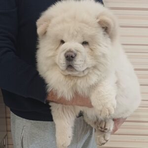 Marseilles Chow-Chow Marseilles Chow-Chow