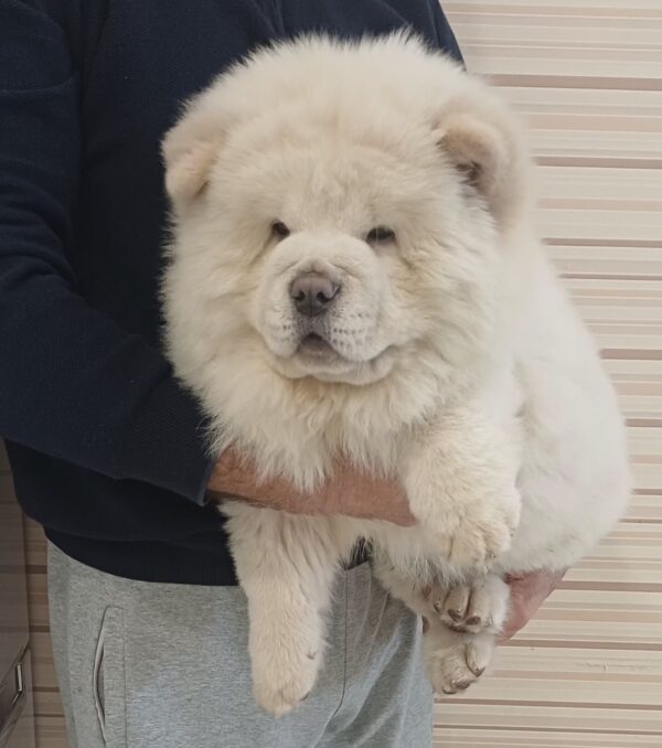 Marseilles Chow-Chow Marseilles Chow-Chow