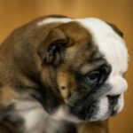 Melanie-female-English-Bulldog-puppy-for-sale- (1)
