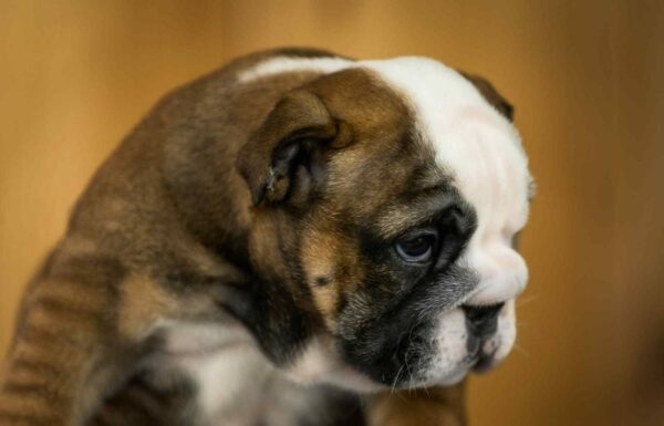 Melanie English Bulldog Melanie English Bulldog