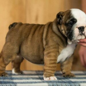 Melanie English Bulldog Melanie English Bulldog